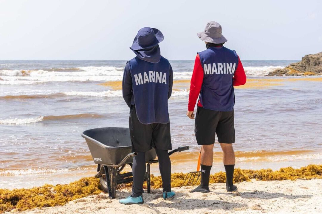 What Tourists Should Know About the Seaweed Situation in Tulum What Tourists Should Know About the Seaweed Situation in Tulum
