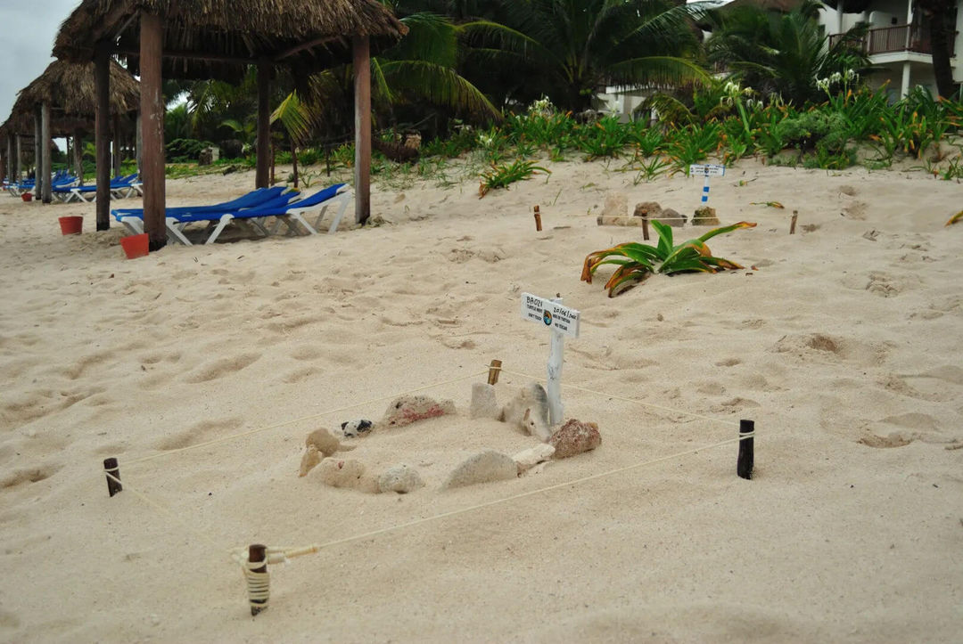 150 volunteers protect Tulum sea turtle nesting from tourist impact 150 volunteers protect Tulum sea turtle nesting from tourist impact