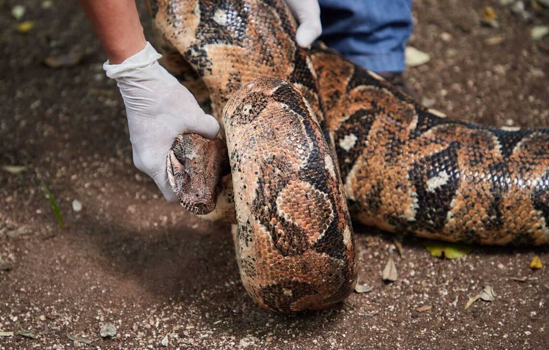This Boa Constrictor Took a Wrong Turn and Ended Up in a Tulum Backyard