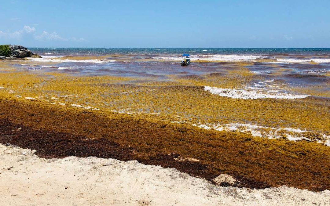 The Sargassum Army Marches at Dawn Across Tulum’s Shores