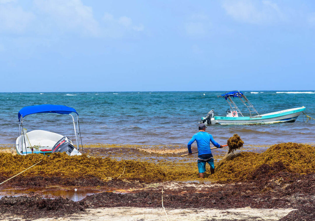 The Secret Life of Seaweed and the Tourists Who Never See It