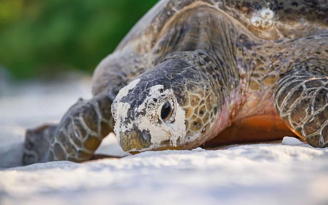 Riviera Maya Records 10,000 Sea Turtle Nests Despite Growing Threats Riviera Maya Records 10,000 Sea Turtle Nests Despite Growing Threats