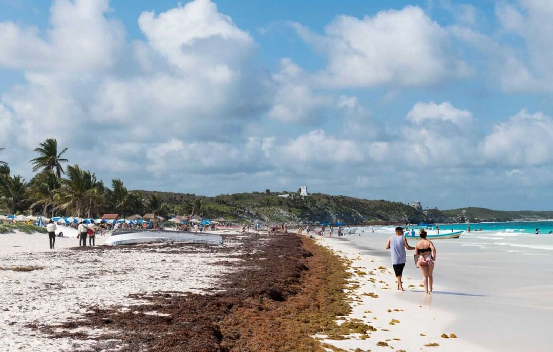 Entrada gratuita al Parque de los Jaguares en Tulum todos los domingos. Free Entry to Jaguar Park in Tulum Every Sunday