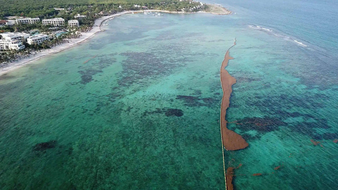 Sargassum Control Gets Smarter at International Forum in Akumal Sargassum Control Gets Smarter at International Forum in Akumal