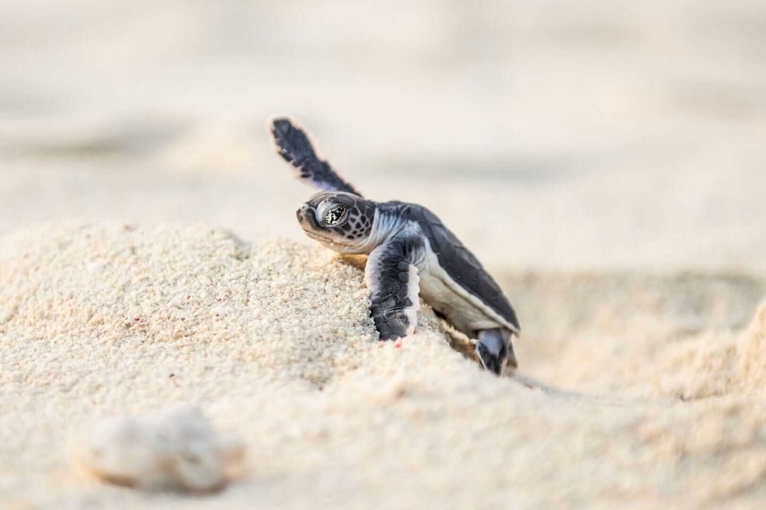 They Were Born to Find the Sea, will You Let Them? They Were Born to Find the Sea, will You Let Them?