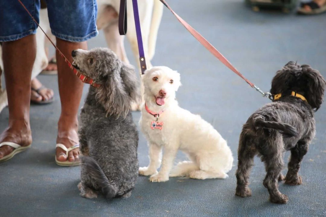 Free rabies vaccination in Tulum this Sunday at Dos Aguas Park Free rabies vaccination in Tulum this Sunday at Dos Aguas Park