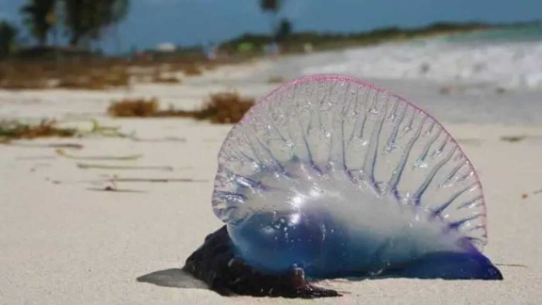 La presencia de una carabela portuguesa en las playas de Tulum provoca alertas de seguridad. Portuguese man-of-war in Tulum beaches sparks safety warnings