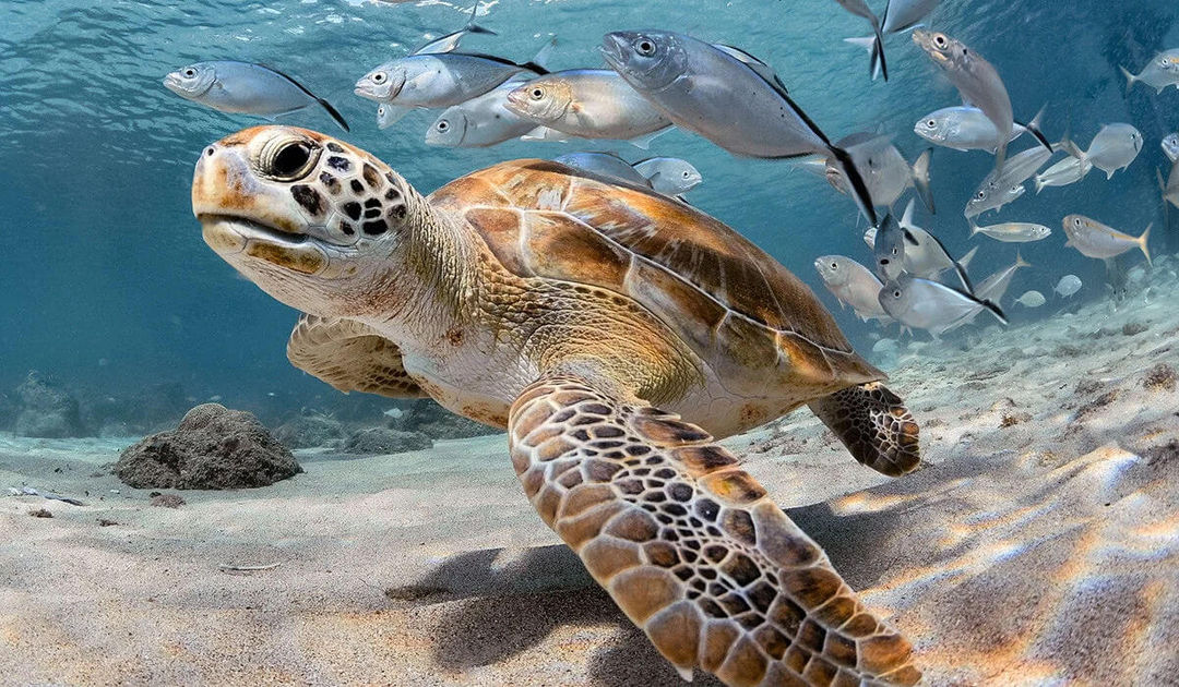 Sea Turtle Festival returns to Tulum, Akumal and Xcacel this October