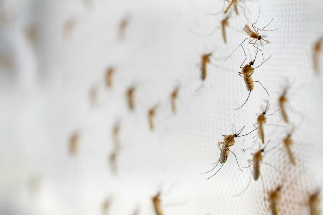 Tulum Neighborhoods Demand Fumigation After Rainfall Sparks Mosquito Boom