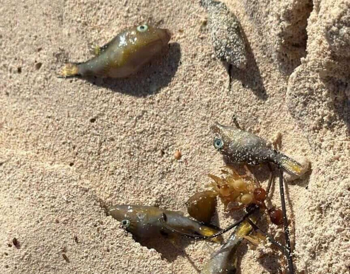 Tulum pufferfish die-off triggers investigation along the coast