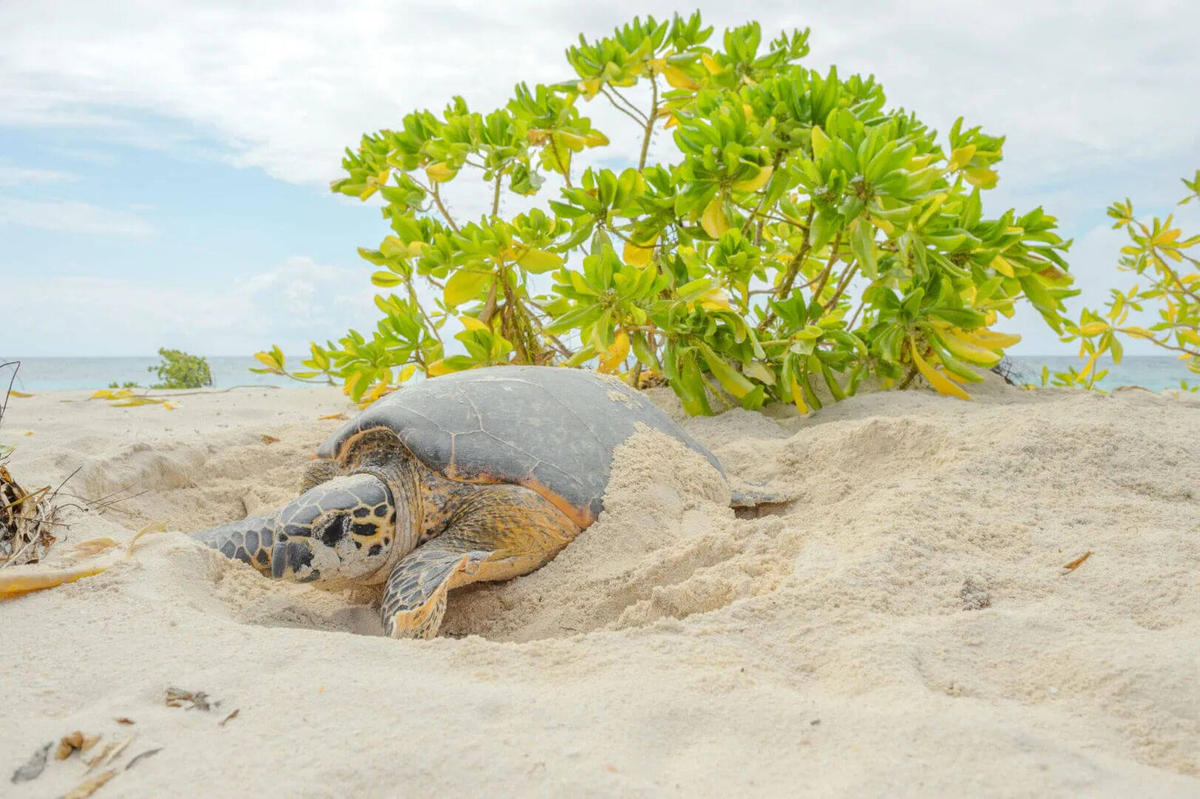 Tulum conservation program surpasses 20 million sea turtle hatchlings released