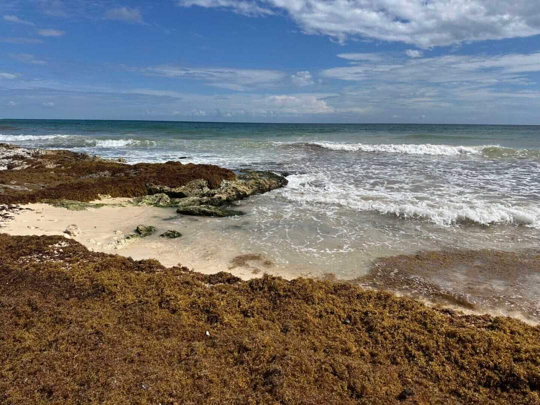 Is the early sargassum on Tulum beaches temporary or lasting?