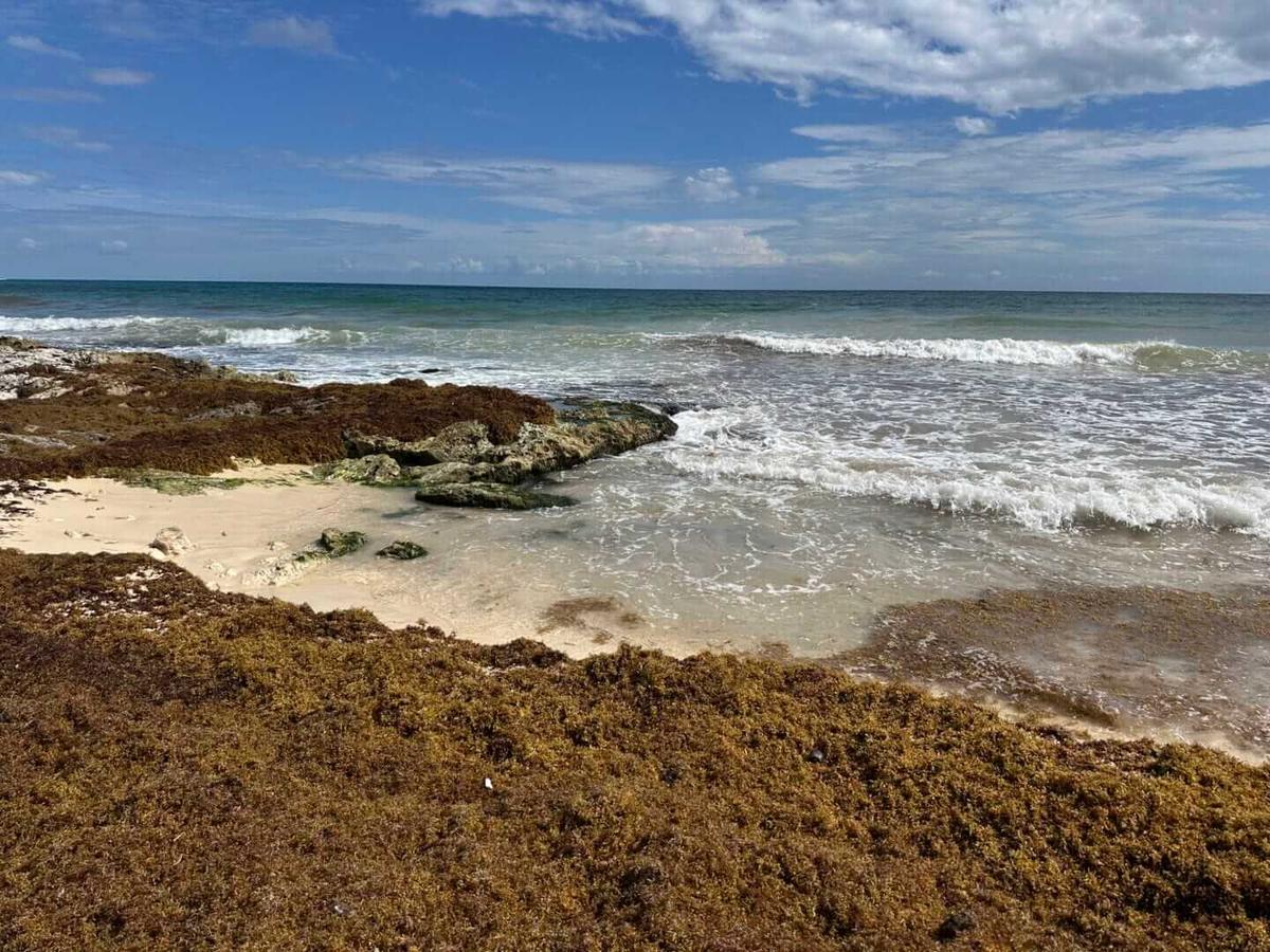 Is the early sargassum on Tulum beaches temporary or lasting?
