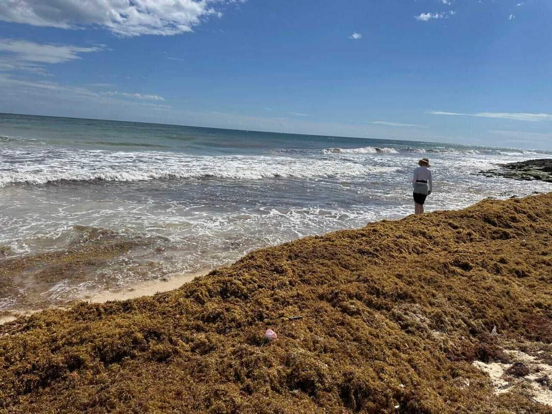 Early sargassum arrival in Tulum pressures push for environmental trust Early sargassum arrival in Tulum pressures push for environmental trust
