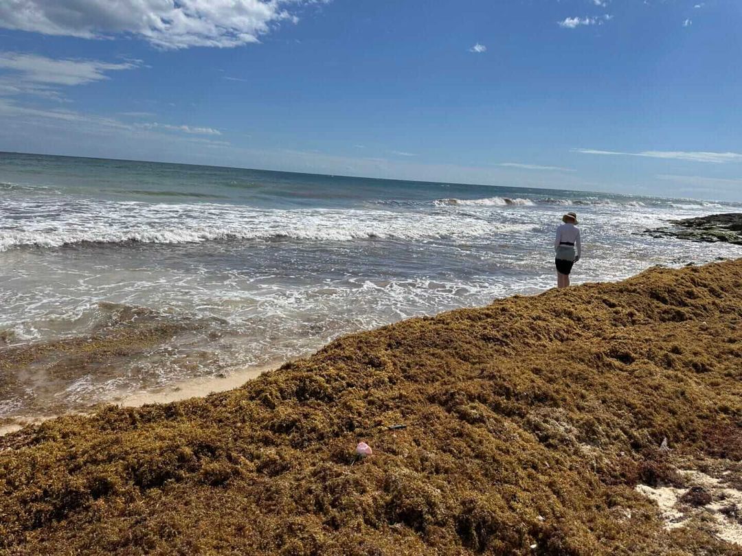Early sargassum arrival in Tulum pressures push for environmental trust Early sargassum arrival in Tulum pressures push for environmental trust
