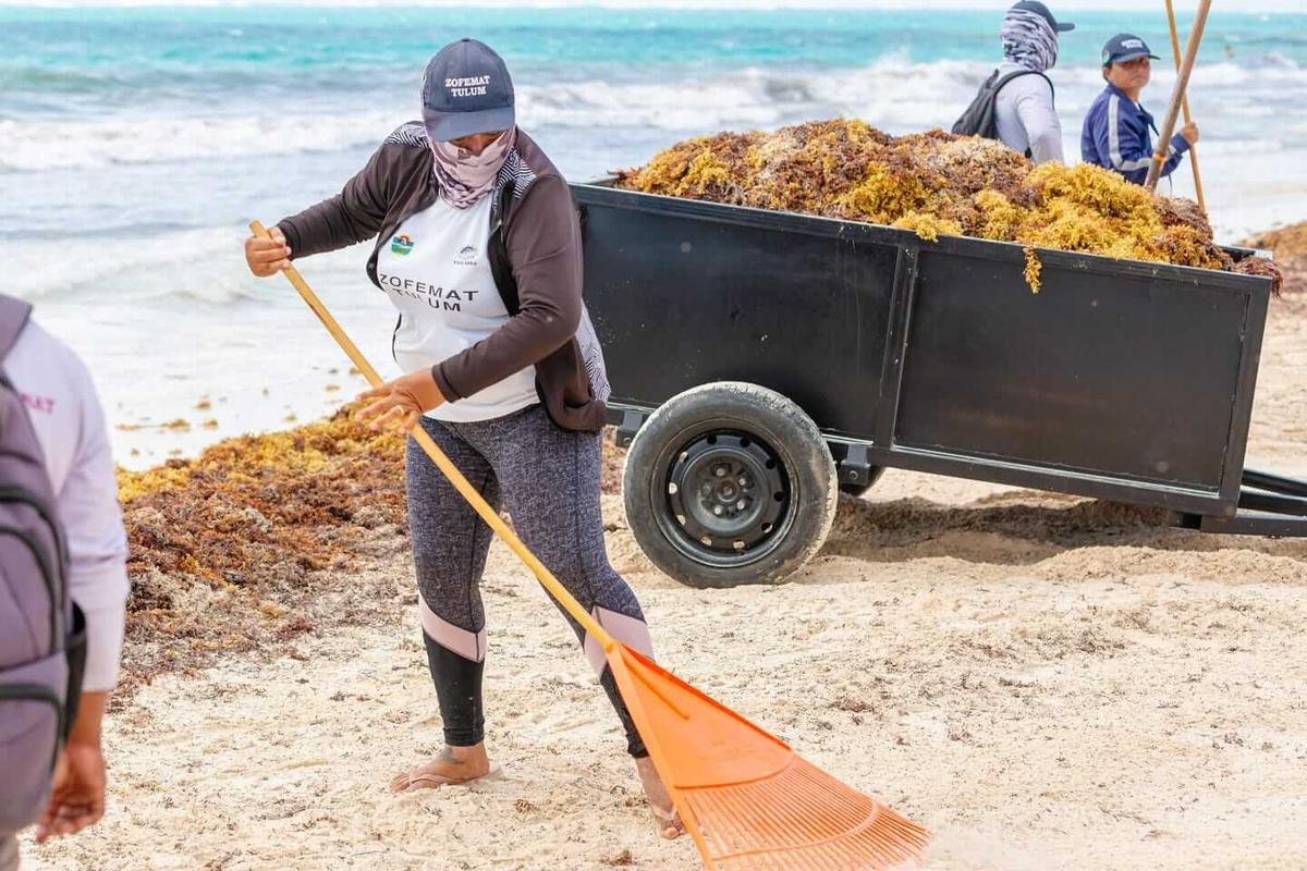 Tulum reports early sargassum arrivals with over 112 tons collected Tulum reports early sargassum arrivals with over 112 tons collected