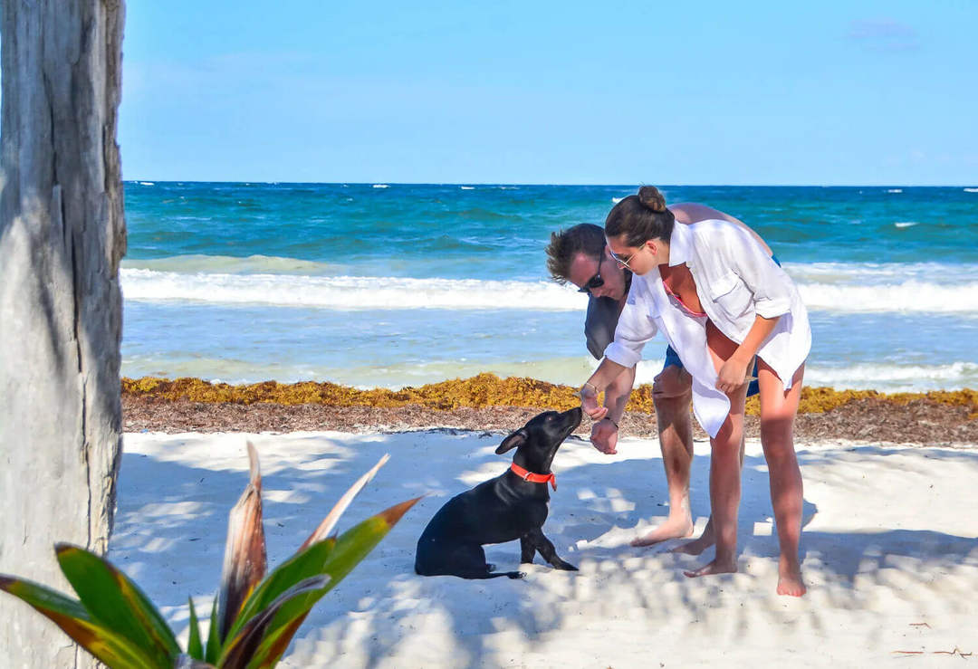Do you have a dog and live in Tulum? What you should know