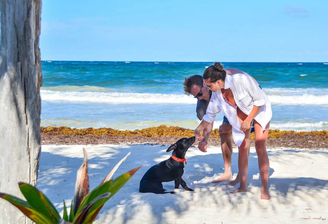 Do you have a dog and live in Tulum? What you should know Do you have a dog and live in Tulum? What you should know
