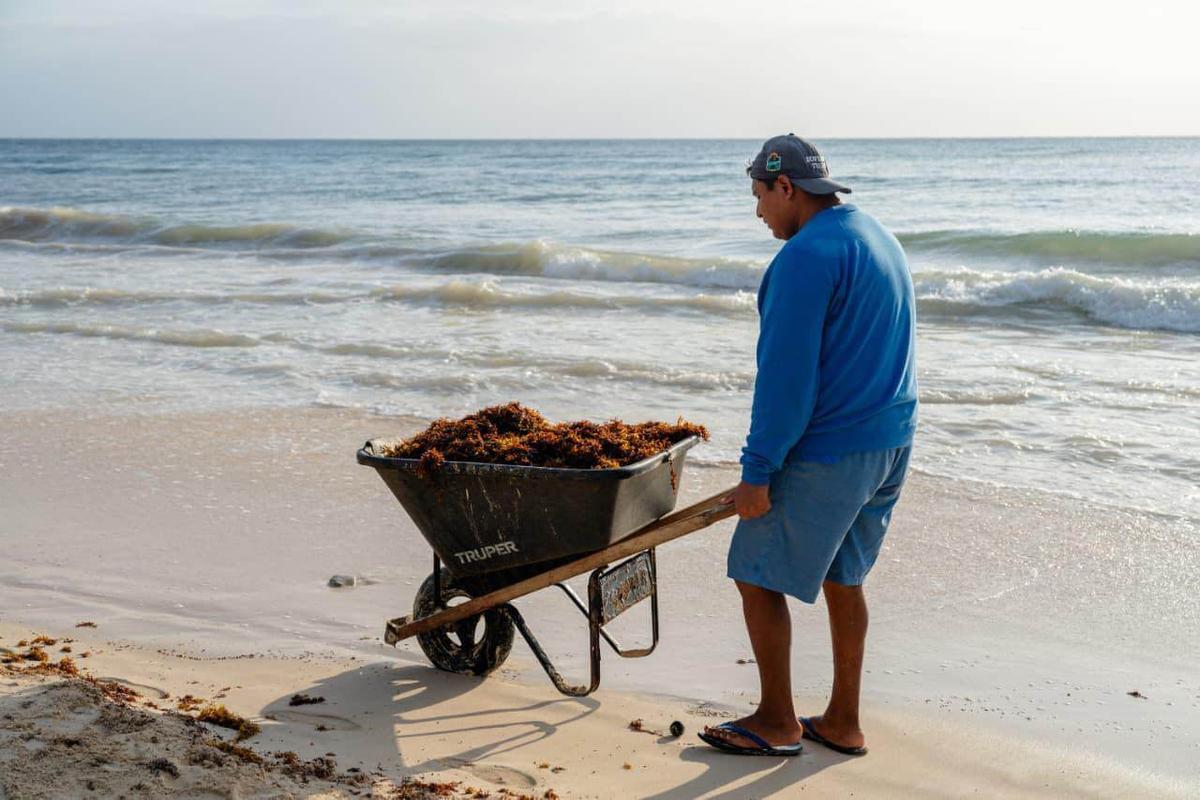 For 2026, Sargassum Will Require More Than a Wheelbarrow and a Rake For 2026, Sargassum Will Require More Than a Wheelbarrow and a Rake