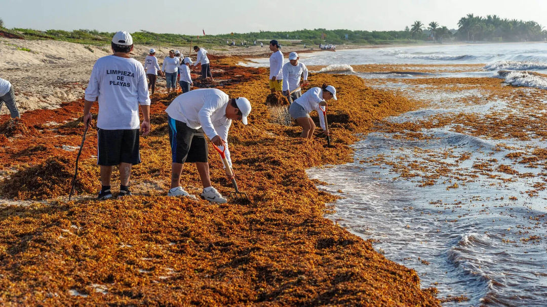 Tulum begins early sargassum cleanup as 185 tons collected Tulum begins early sargassum cleanup as 185 tons collected