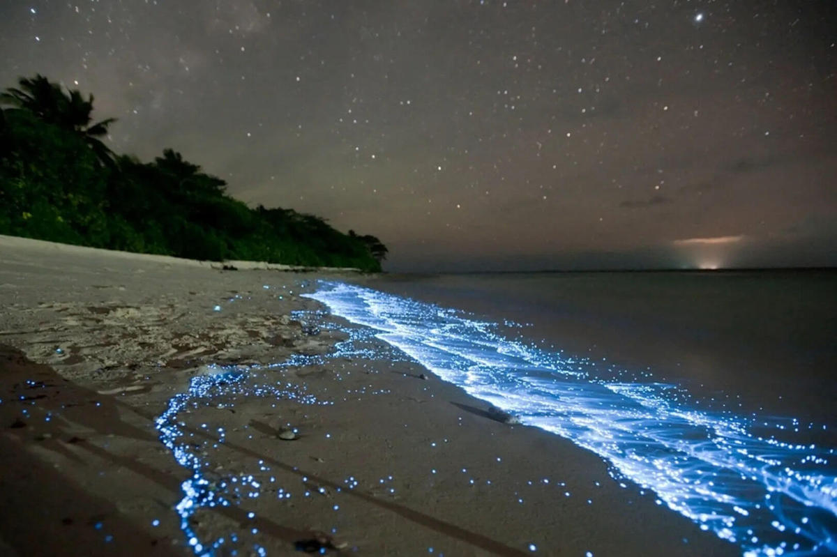 Tulum launches regulated marine bioluminescence beach experience Tulum launches regulated marine bioluminescence beach experience