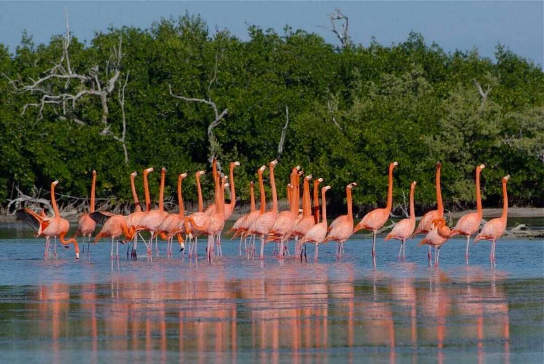 Tulum mangrove restoration project ties ecotourism routes to conservation goals