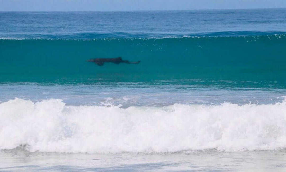 Minor relative of Lupita D’Alessio injured in Tulum shark bite