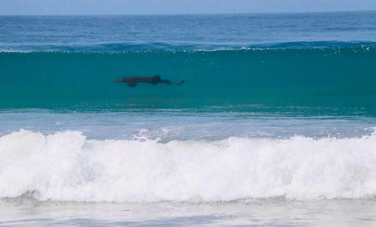 Minor relative of Lupita D’Alessio injured in Tulum shark bite Minor relative of Lupita D’Alessio injured in Tulum shark bite