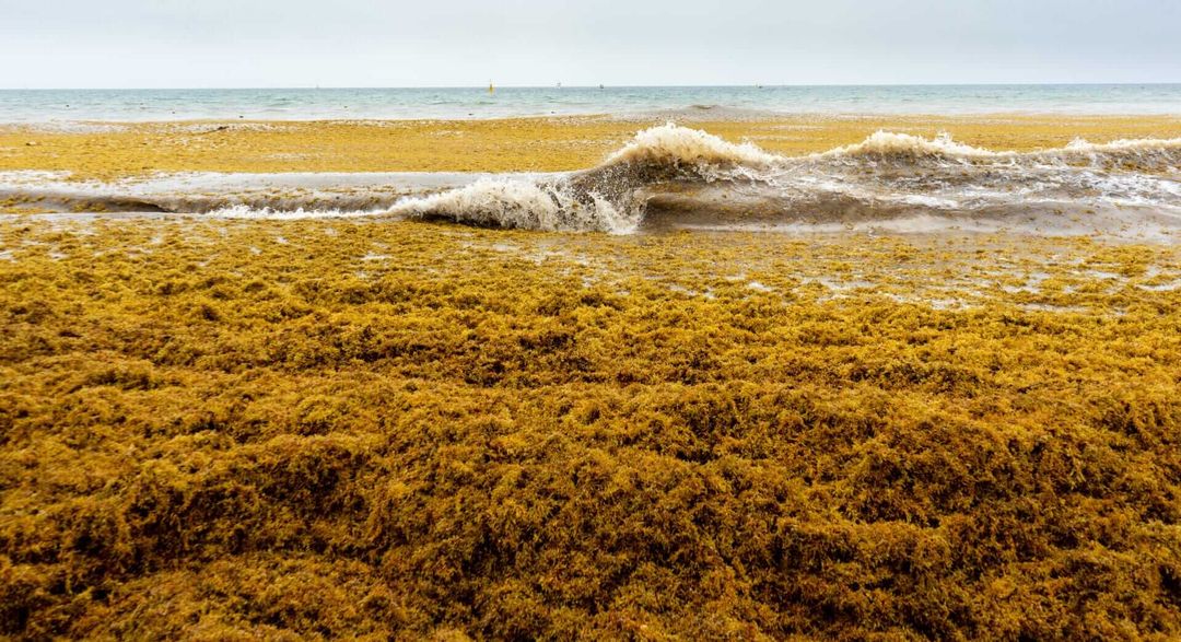 Tulum’s beaches face seaweed surge, but these hidden gems await inland Tulum’s beaches face seaweed surge, but these hidden gems await inland