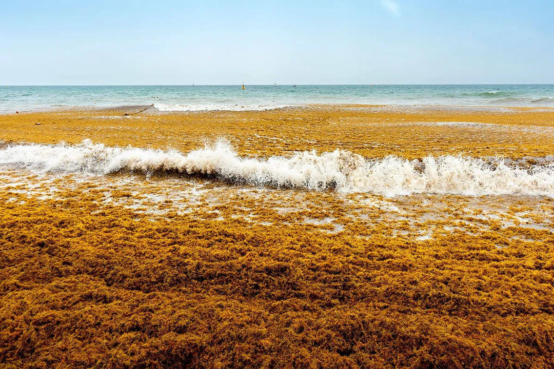 Why aren’t measures being taken against sargassum in Tulum despite the growing crisis Why aren’t measures being taken against sargassum in Tulum despite the growing crisis