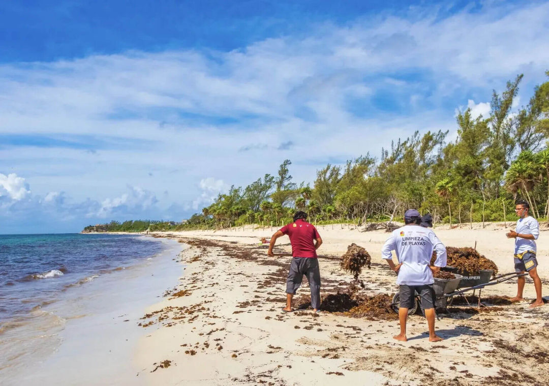 Tulum’s sands show uneven recovery from record sargassum season