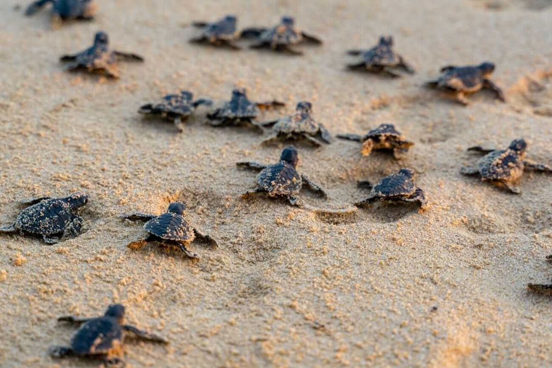 Local Hero Helps Baby Sea Turtles Reach the Ocean in Tulum