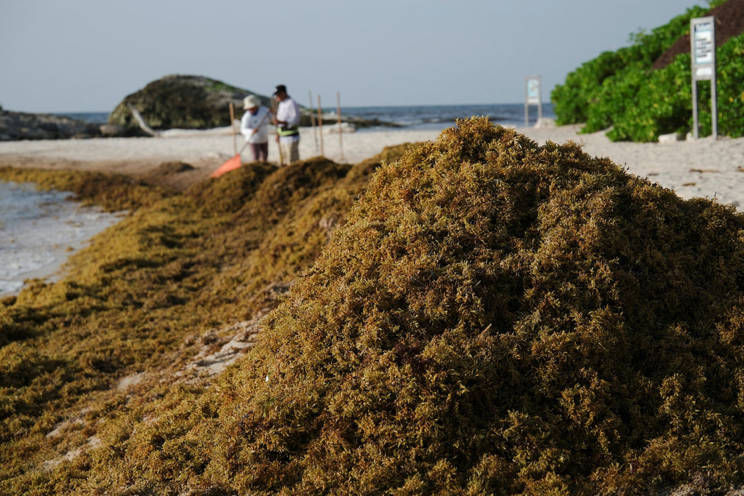 Some Tulum Hotels May Close for Months at a Time. Sargassum Is the Reason Some Tulum Hotels May Close for Months at a Time. Sargassum Is the Reason