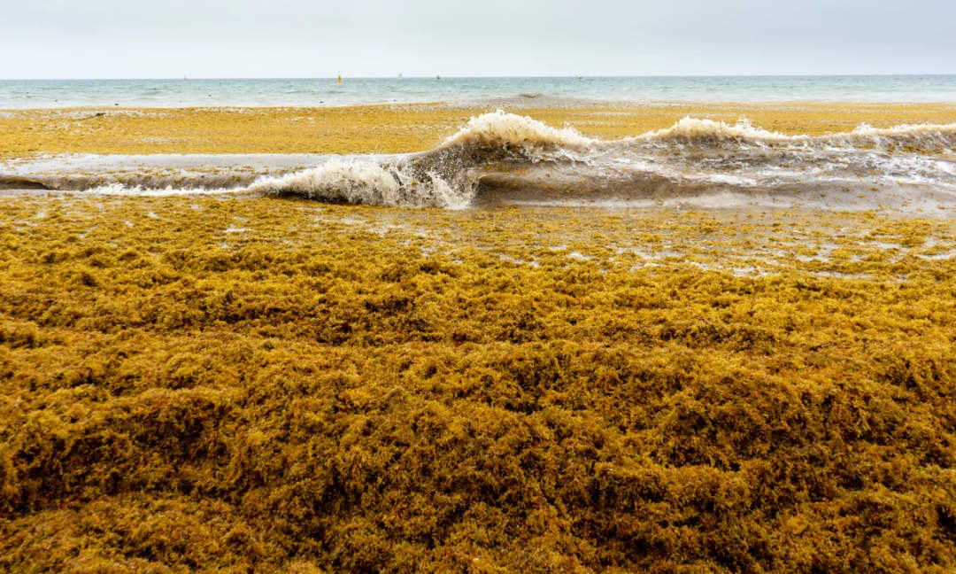 NASA Ranks the 2026 Sargassum Belt Second All Time as Caribbean Waters Set Records