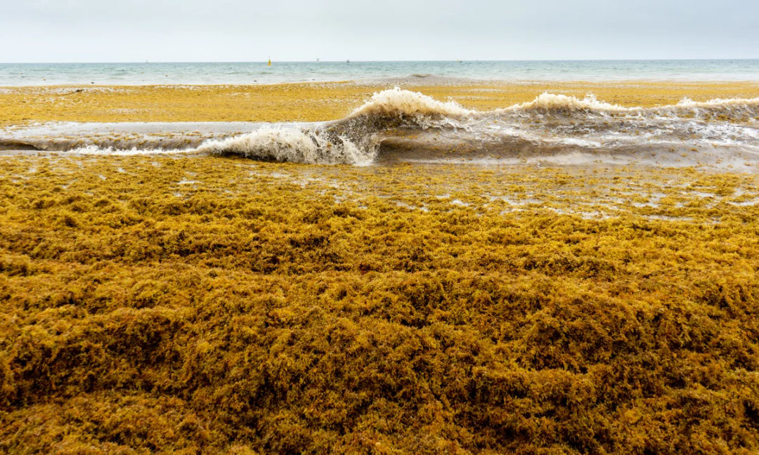 NASA Ranks the 2026 Sargassum Belt Second All Time as Caribbean Waters Set Records NASA Ranks the 2026 Sargassum Belt Second All Time as Caribbean Waters Set Records