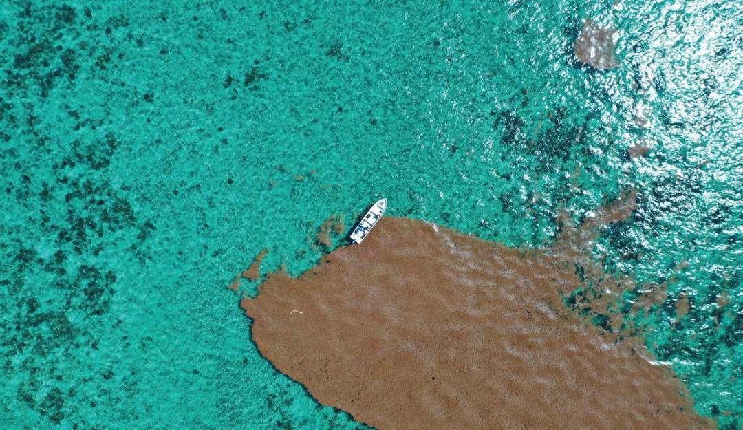 Satellite monitoring drives faster response to sargassum risk in Tulum