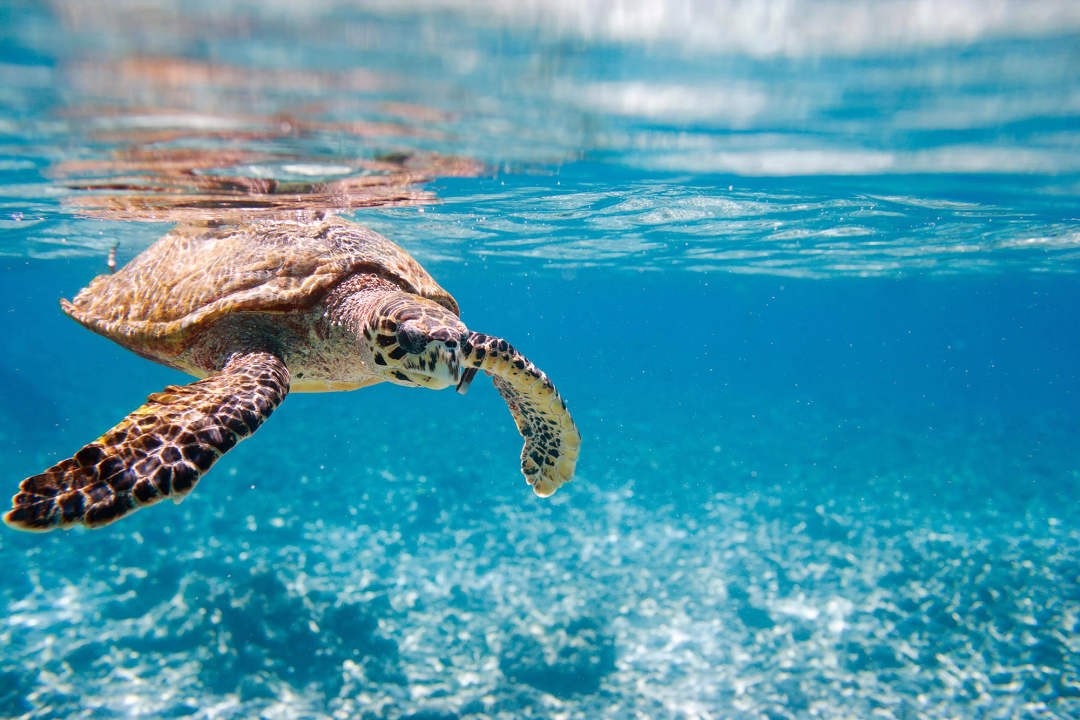 30 Years of Sea Turtle Conservation Put 20 Million Hatchlings Into Caribbean Waters 30 Years of Sea Turtle Conservation Put 20 Million Hatchlings Into Caribbean Waters