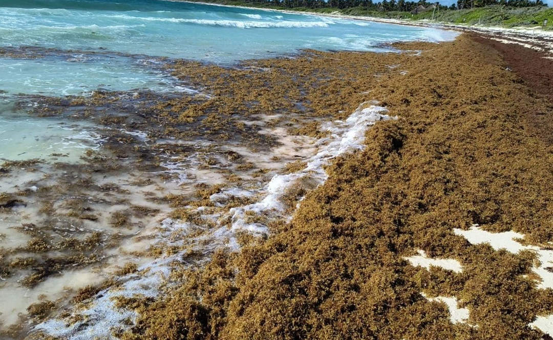 Record Sargassum Season Threatens Riviera Maya Tourism as Cleanup Costs Mount