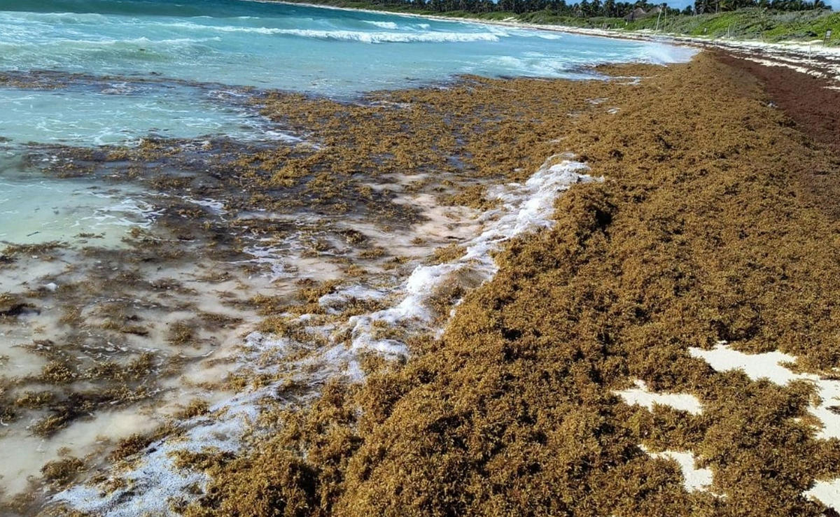 Record Sargassum Season Threatens Riviera Maya Tourism as Cleanup Costs Mount Record Sargassum Season Threatens Riviera Maya Tourism as Cleanup Costs Mount