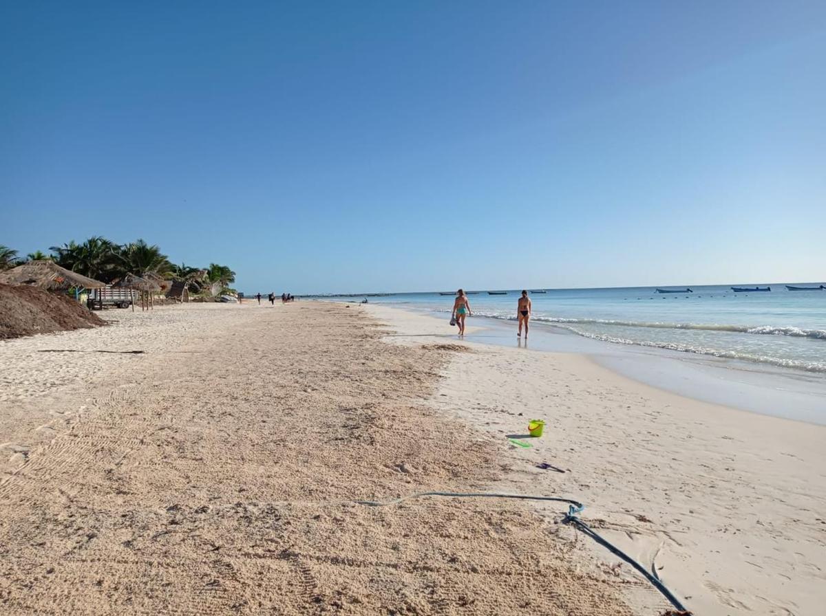 Tulum Grapples with Surging Sargassum on Pristine Shores Tulum Grapples with Surging Sargassum on Pristine Shores