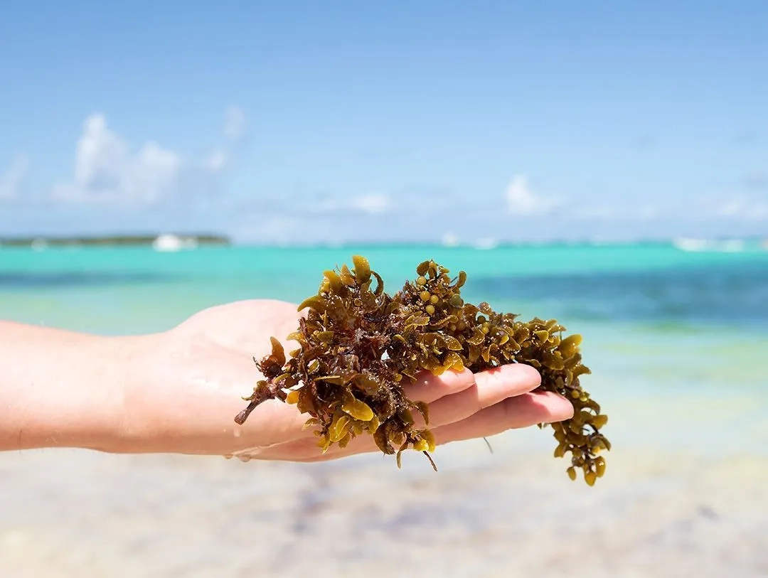 Sargassum Seaweed in Tulum and the Riviera Maya: What to Expect in 2025