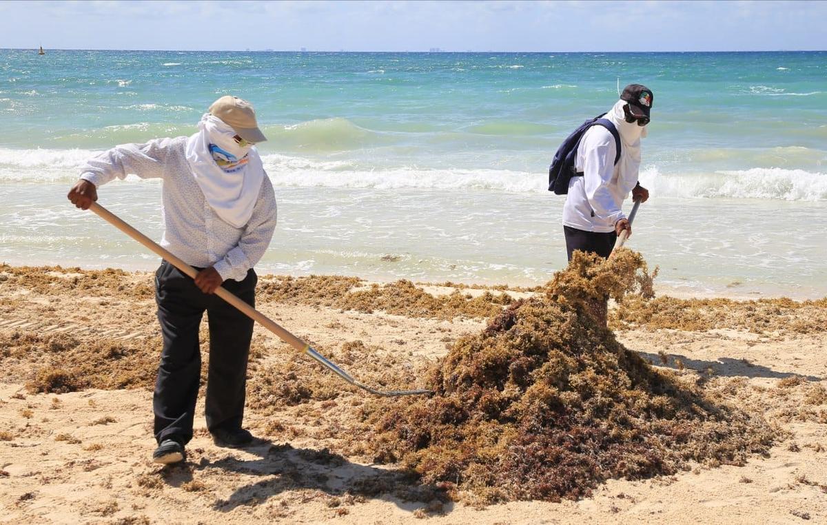 Sargassum Crisis Threatens Coastal Ecosystems and Public Health Sargassum Crisis Threatens Coastal Ecosystems and Public Health