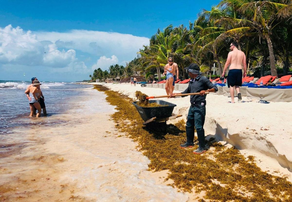 Mexico Navy Deploys Anti-Sargassum Barriers in Tulum Coast Mexico Navy Deploys Anti-Sargassum Barriers in Tulum Coast