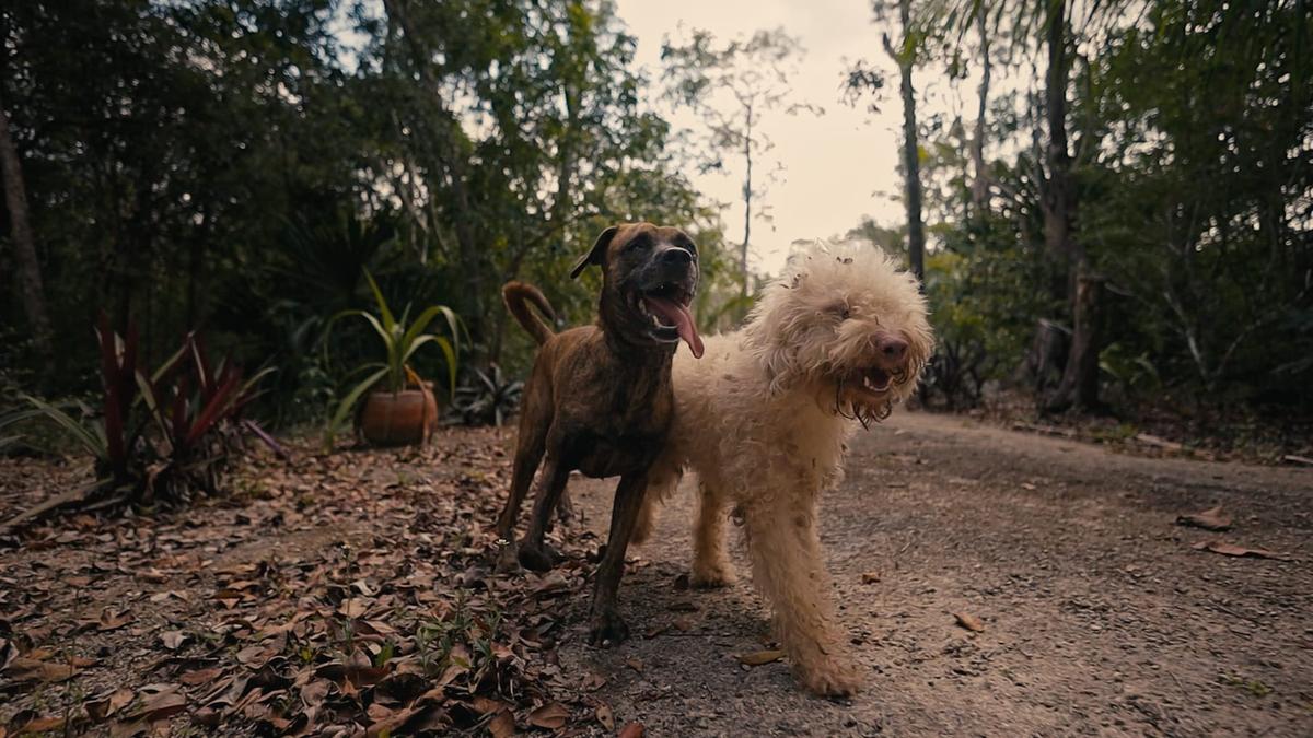 The Tejido Sanctuary Is Changing the Story for Tulum’s Forgotten Dogs The Tejido Sanctuary Is Changing the Story for Tulum’s Forgotten Dogs