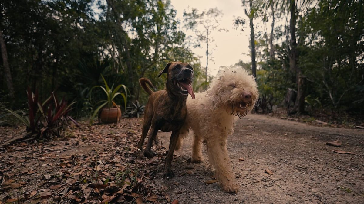 The Tejido Sanctuary Is Changing the Story for Tulum’s Forgotten Dogs