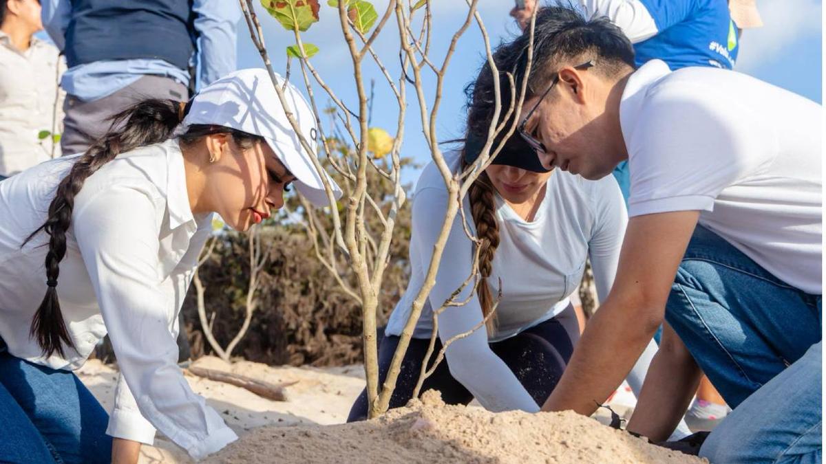 Tulum’s Coastal Rebirth: Reforestation Efforts Transform Punta Piedra Beach Tulum’s Coastal Rebirth: Reforestation Efforts Transform Punta Piedra Beach