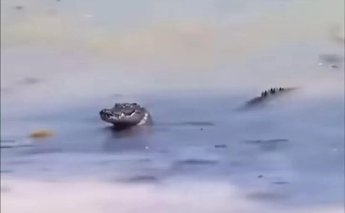 Crocodile Sighting Mobilizes Rescue Crews in Tulum Crocodile Sighting Mobilizes Rescue Crews in Tulum