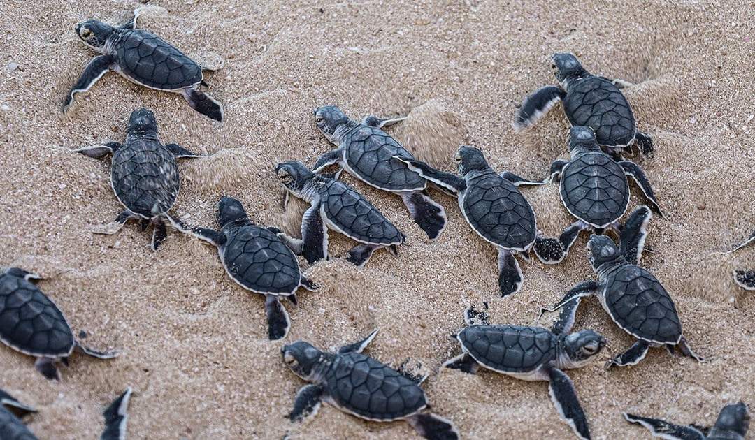 Turtles Return to Tulum Shores as Nesting Season Begins