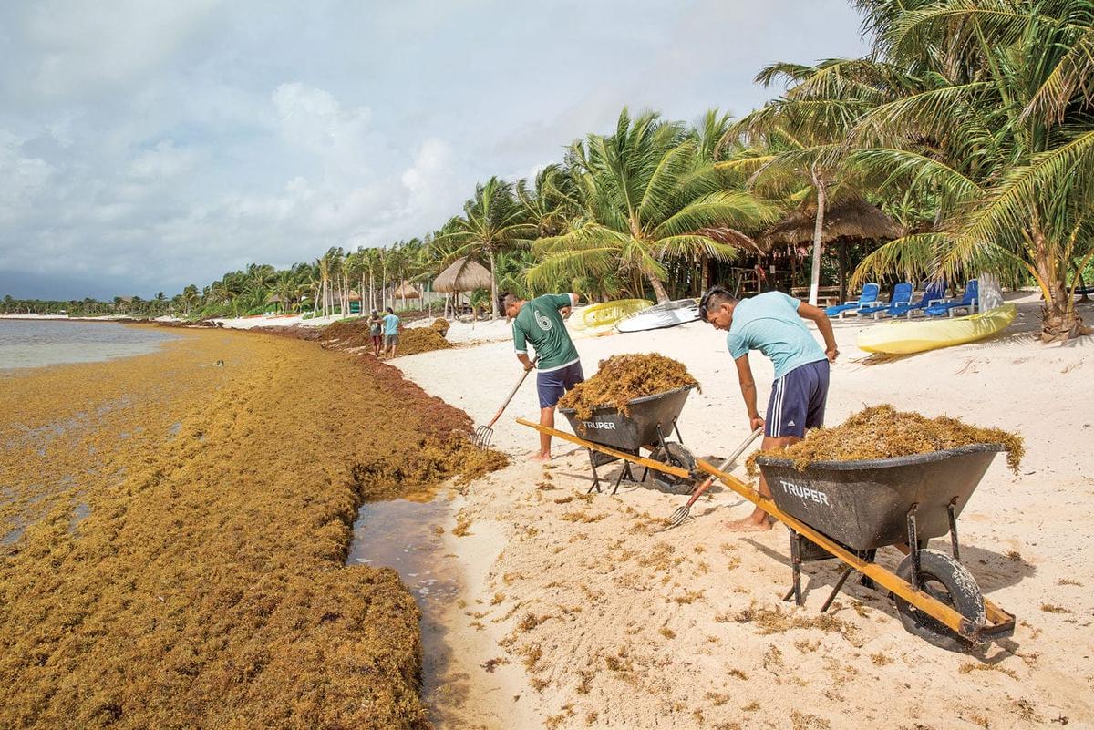 Quintana Roo Preps for Massive Sargassum Arrival Quintana Roo Preps for Massive Sargassum Arrival