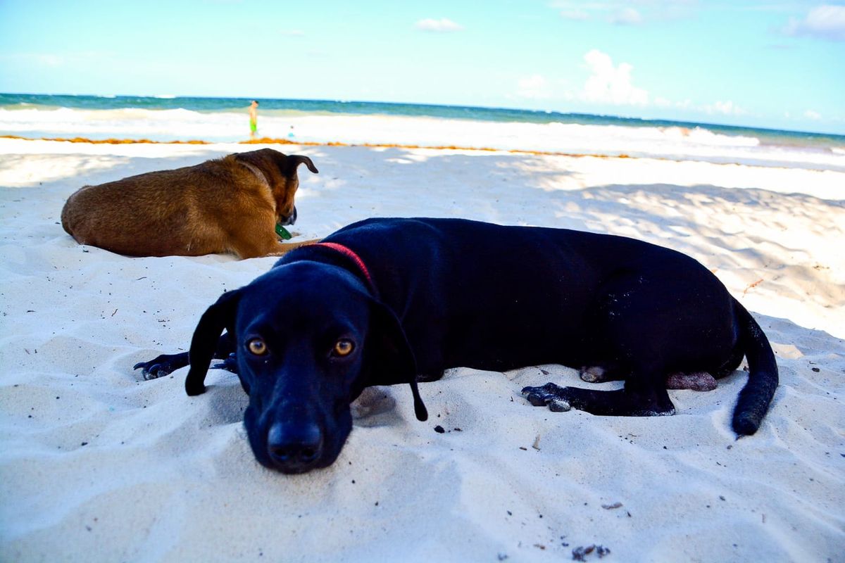 Tulum Cracks Down on Cruelty: New Measures to Protect Animals